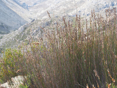 Hypodiscus argenteus