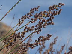 Hypodiscus argenteus