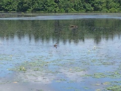 Podilymbus podiceps
