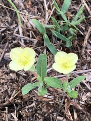 Oenothera spachiana
