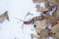 Lithobius tenebrosus