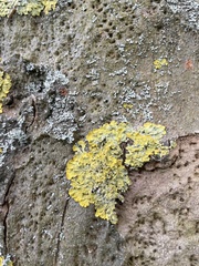 Xanthoria parietina