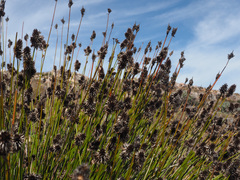 Askidiosperma capitatum