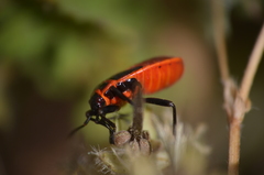 Pyrrhocoris apterus