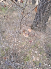 Cotoneaster melanocarpus