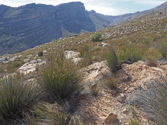 Askidiosperma capitatum