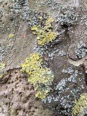 Xanthoria parietina