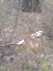 Cotoneaster melanocarpus