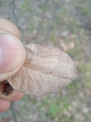 Cotoneaster melanocarpus