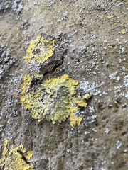 Xanthoria parietina