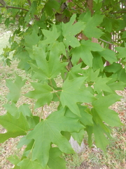 Acer grandidentatum