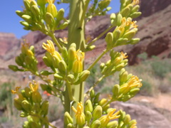 Agave utahensis