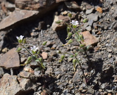Cerastium ramosissimum