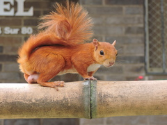 Sciurus granatensis