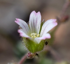 Cerastium ramosissimum