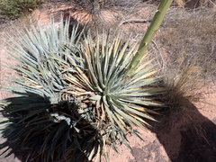 Agave utahensis