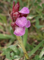 Anacamptis papilionacea grandiflora