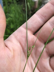 Juncus dudleyi
