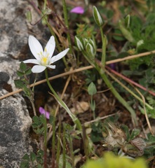 Ornithogalum collinum