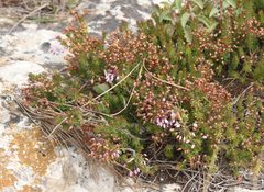 Erica multiflora