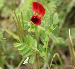 Lotus tetragonolobus