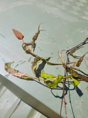 Potamogeton crispus