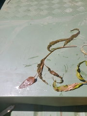 Potamogeton crispus