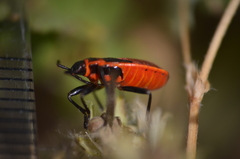 Pyrrhocoris apterus