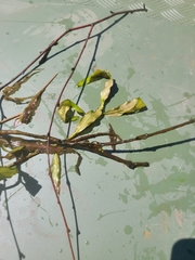 Potamogeton crispus