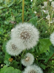 Taraxacum