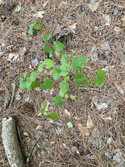 Vitis rotundifolia rotundifolia