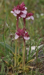 Anacamptis papilionacea grandiflora