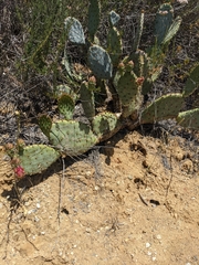 Opuntia