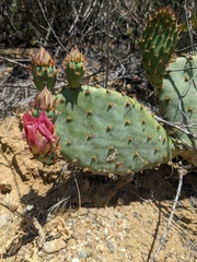 Opuntia