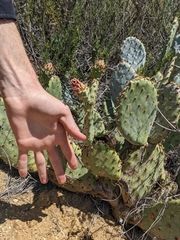 Opuntia