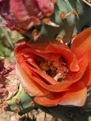 Opuntia