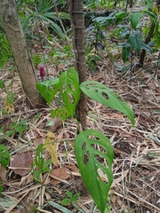 Monstera adansonii