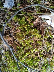 Hylocomiadelphus triquetrus