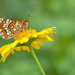 Melitaea deione - Photo (c) Paul Cools,  זכויות יוצרים חלקיות (CC BY-NC), uploaded by Paul Cools
