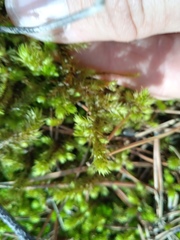 Hylocomiadelphus triquetrus