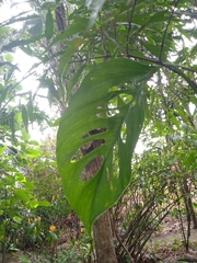 Monstera adansonii