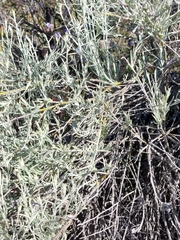Tetradymia comosa
