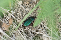 Harpalus honestus