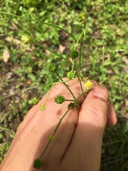 Ranunculus micranthus