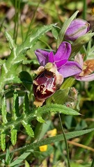 Ophrys heldreichii