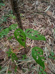 Monstera adansonii