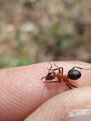Formica rufa
