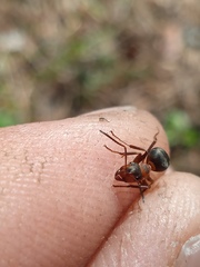 Formica rufa