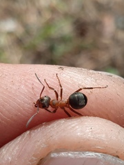 Formica rufa