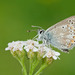 Northern Brown Argus - Photo (c) Paul Cools, some rights reserved (CC BY-NC), uploaded by Paul Cools